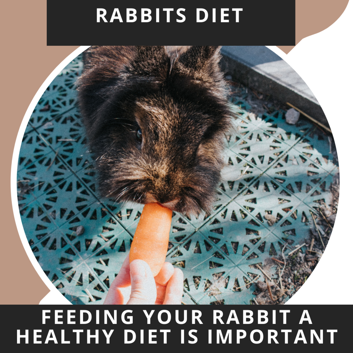 It is important to feed your rabbit a healthy diet of pellets with a high
fibre content. Do not overdo it on the vegetables and fruit.  A treat once or
twice a week is enough. 