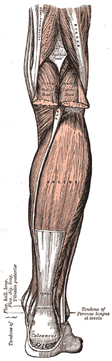 Gastrocnemius and Soleus