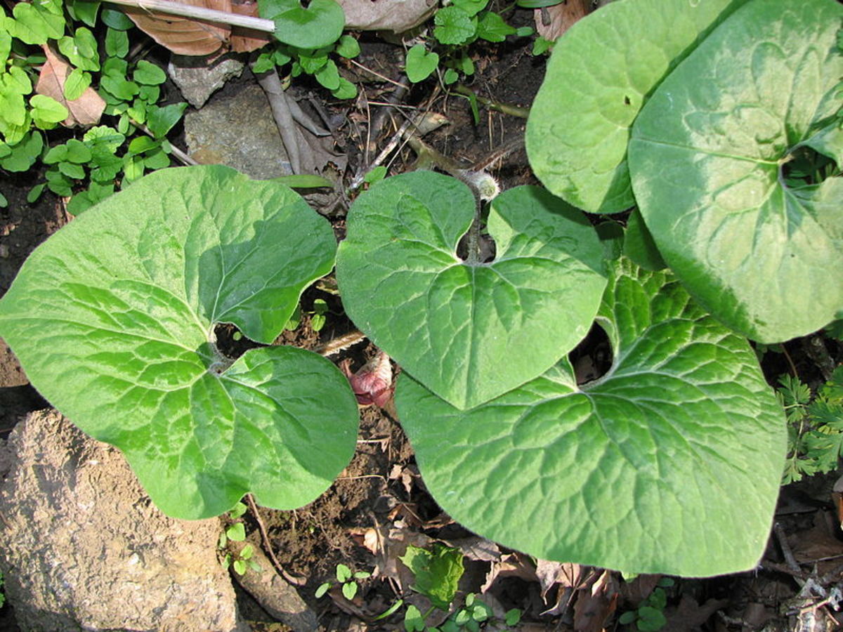 Wild ginger is easily identified by its characteristic heart shaped leaves.