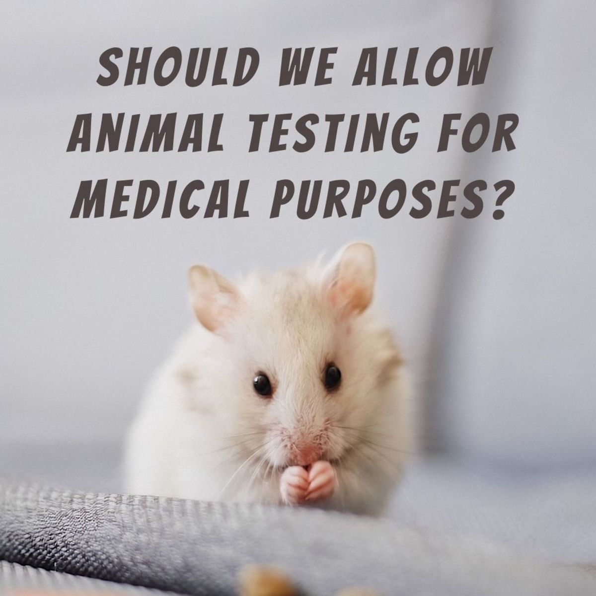 Is it ethical to allow animals to be tested for medical purposes?