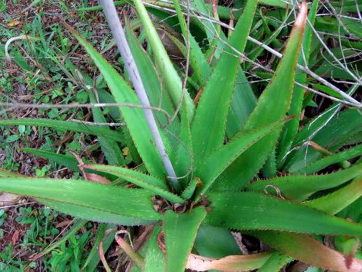 Facts About Aloe Vera - Description and Uses