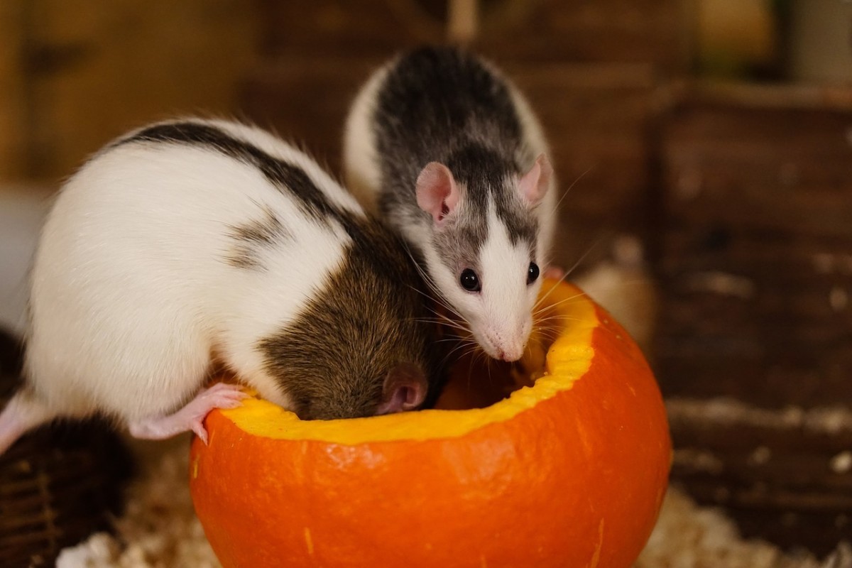 Foods That Are Poisonous to Your Rat - PetHelpful