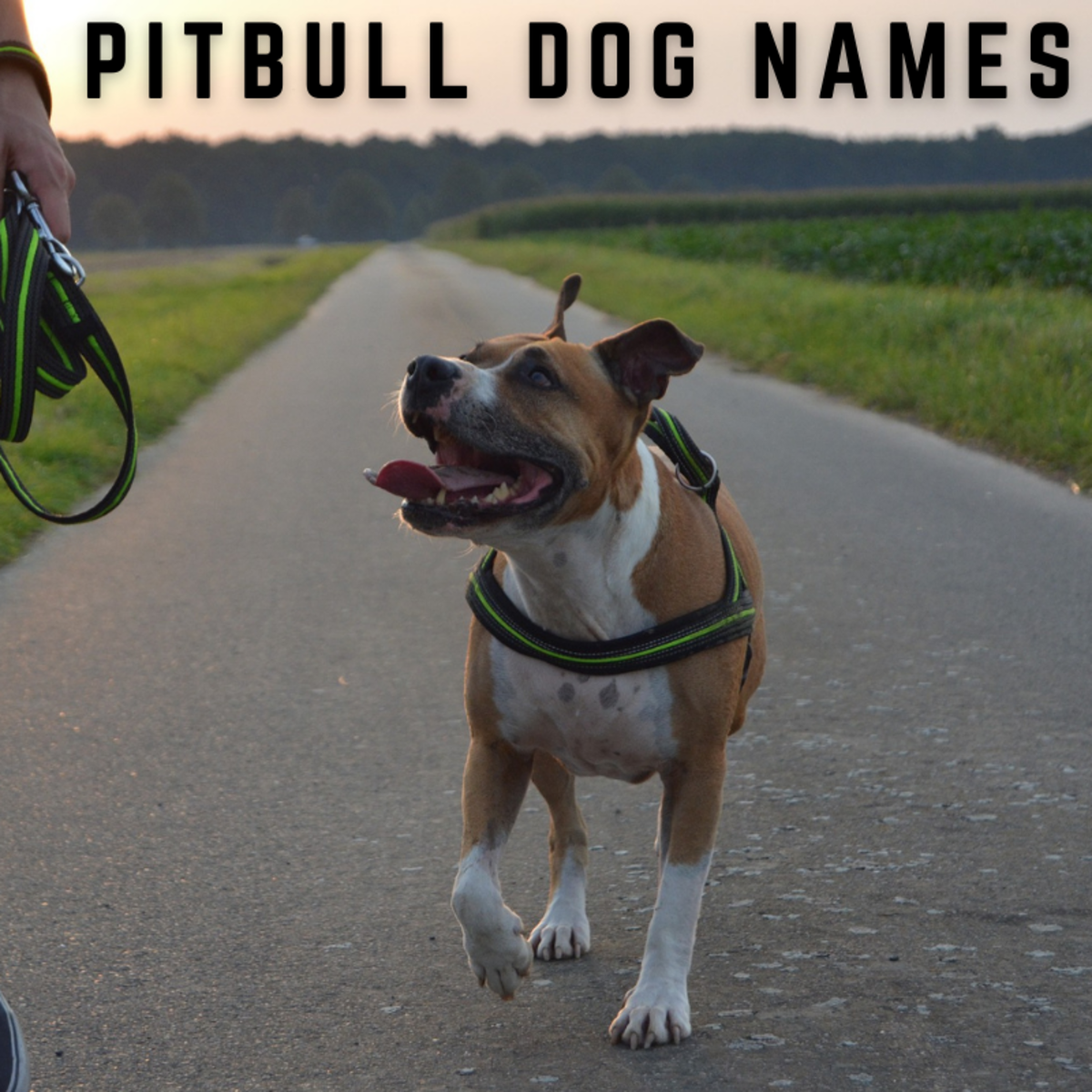 450+ Pitbull Dog Names (With Meanings)