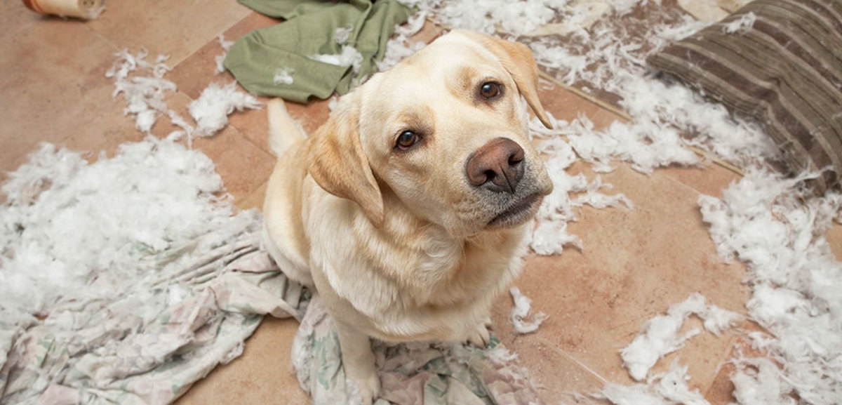 Attentive dog surrounded by pieces of destroyed clothes and other house fabrics.
