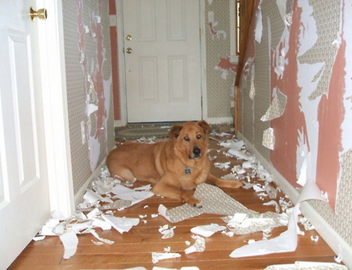 Don't Leave Your Pet Alone or He Will Eat Your House HubPages