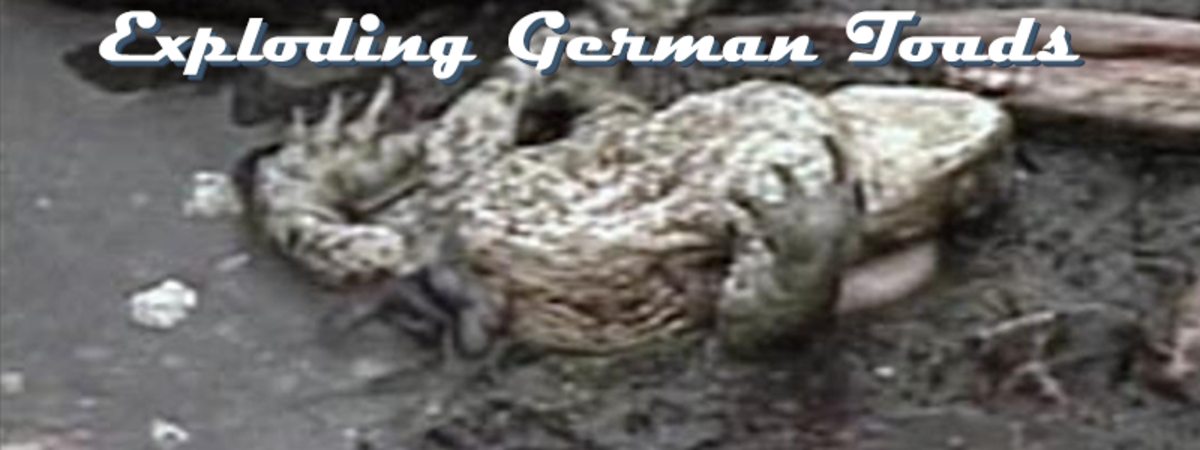 Exploding German toads