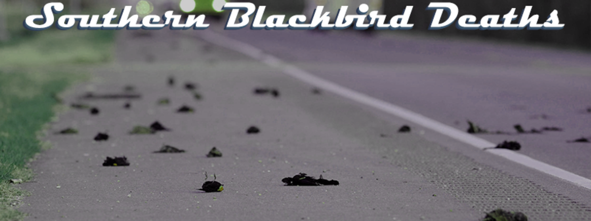 Southern blackbird deaths