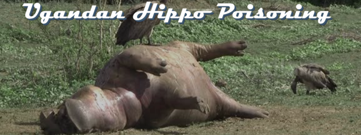 Ugandan hippo poisoning 