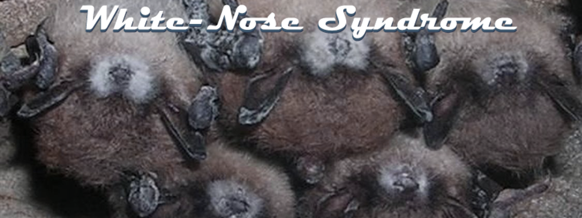 White-Nose syndrome