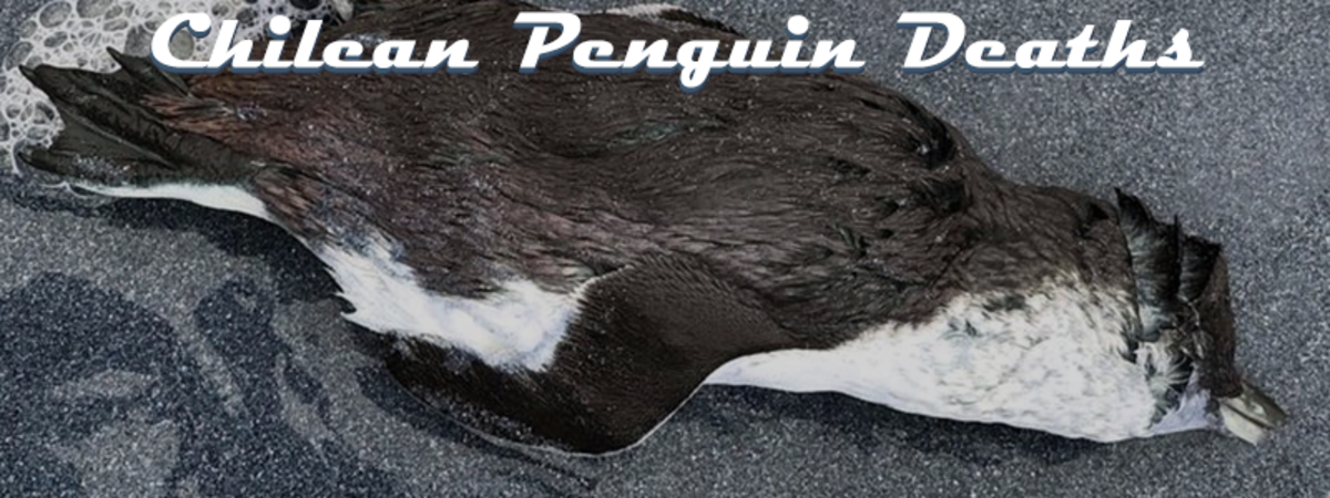 Chilean penguin deaths