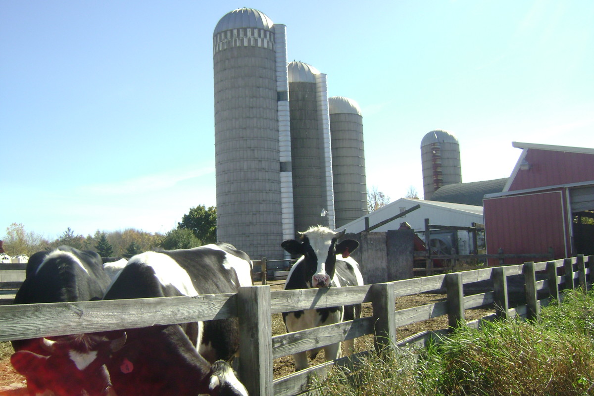 Dairy Farming in Wisconsin: Part 2 - Milking Cows