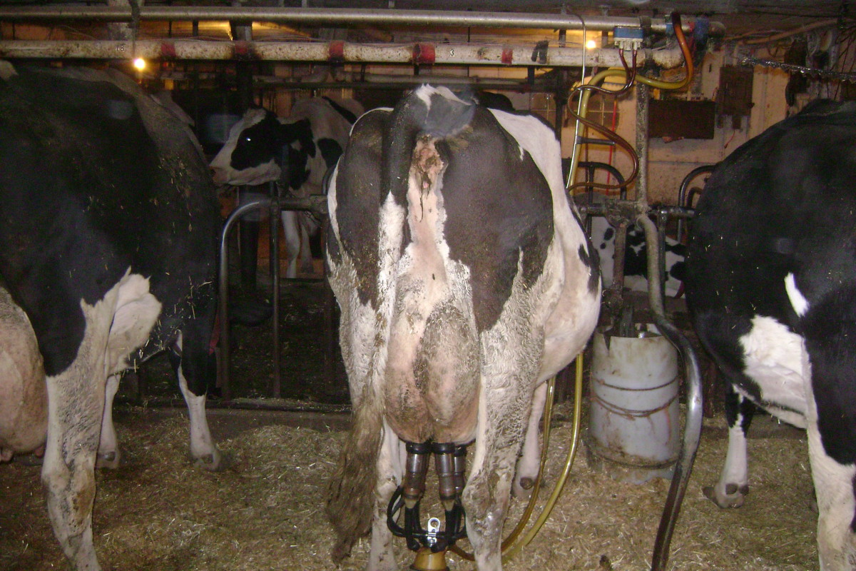 dairy-farming-in-wisconsin-part-2-milking-a-herd-of-cows