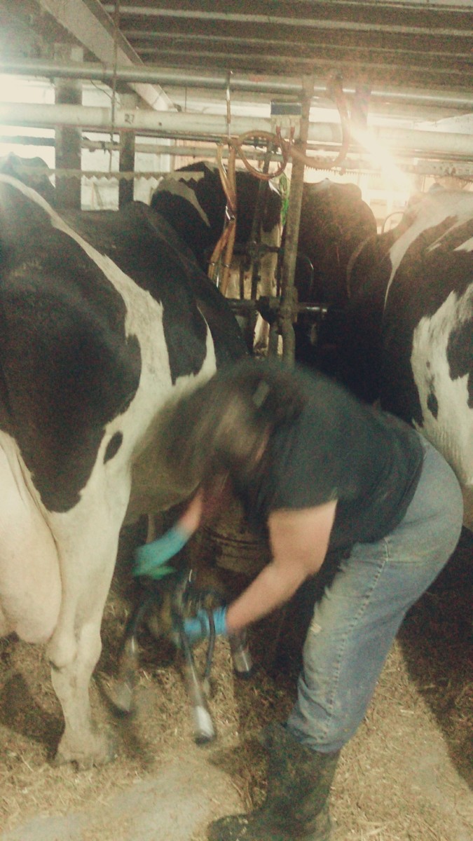 This is my sister using a machine to milk a cow.