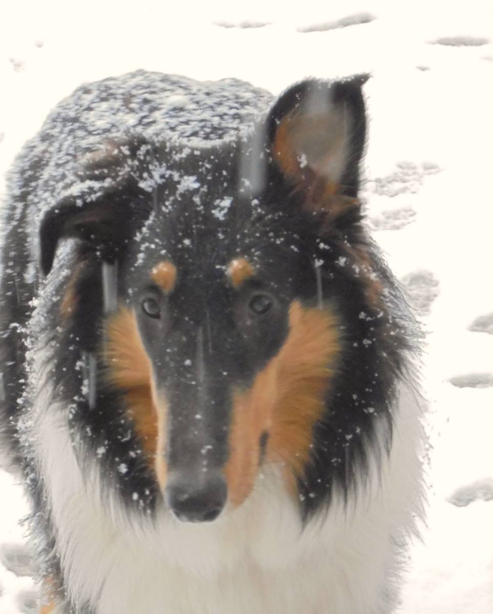 Pal (1940 – 1958) was a Rough Collie (male) actor and the first in