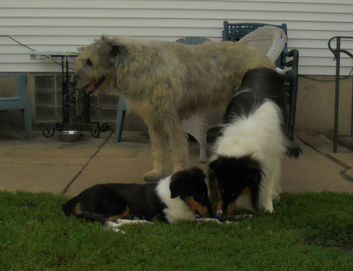 Our Collies, Seamus and Grace, with our Irish Wolfhound Ciara