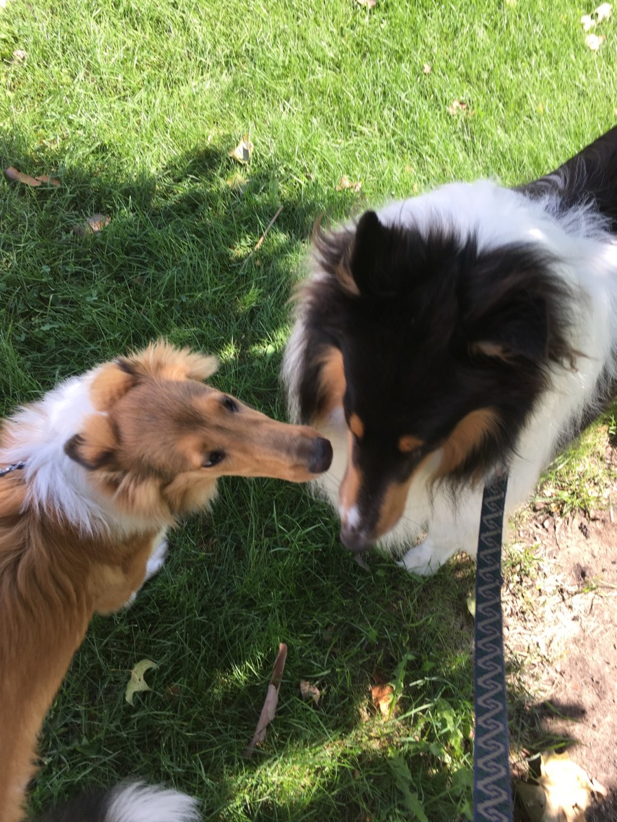 Seamus with Ivey, the Collie Pup belonging to our neighbor. LuAnne Bartnicki. 