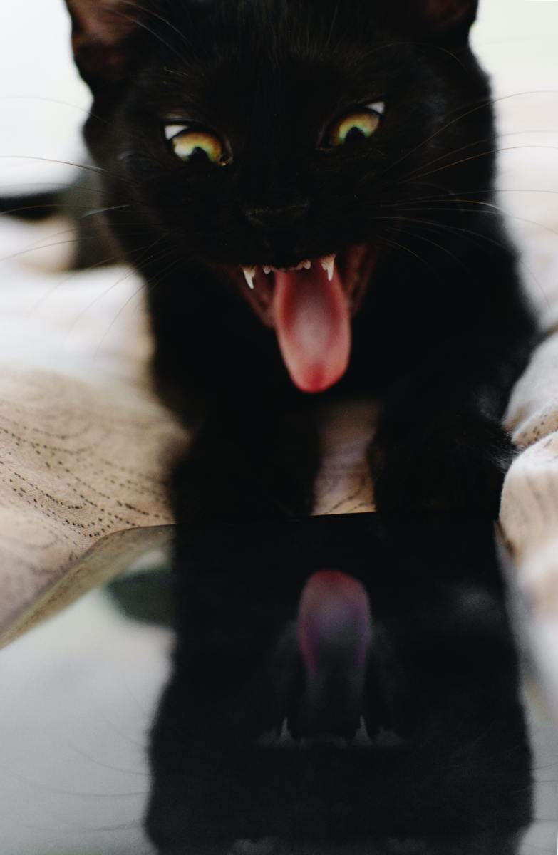 190 Unique Witch Names For Cats From History Myth And Literature 
