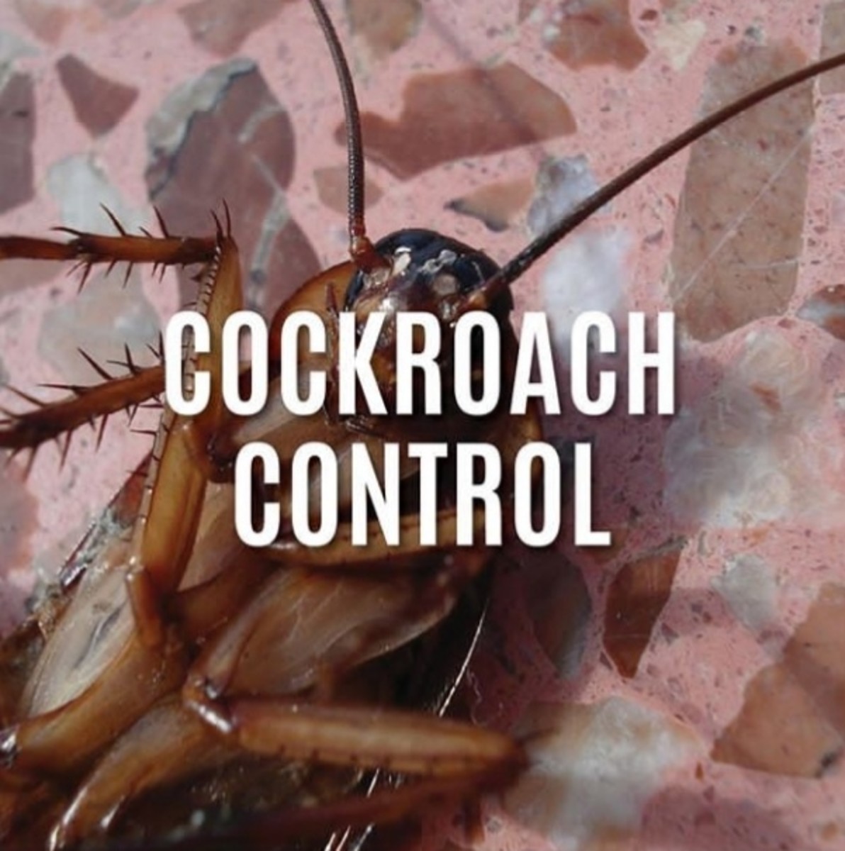 Learn about some methods to keep cockroaches away without using harmful pesticides.