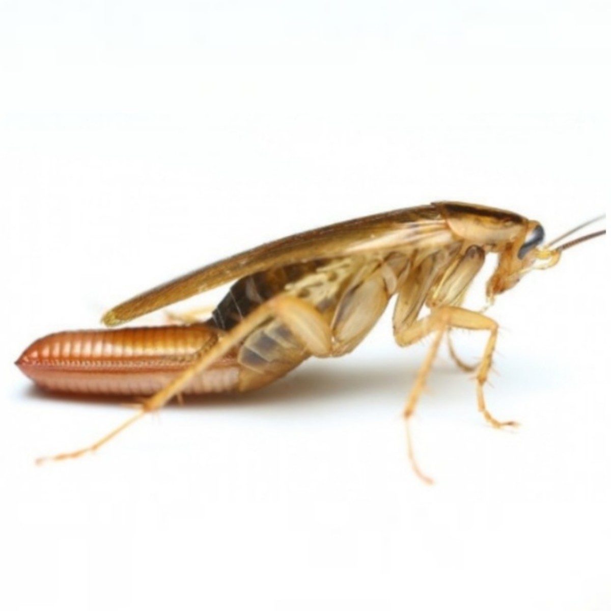 A female cockroach can reproduce without a male and produce 200 offspring in her lifetime.