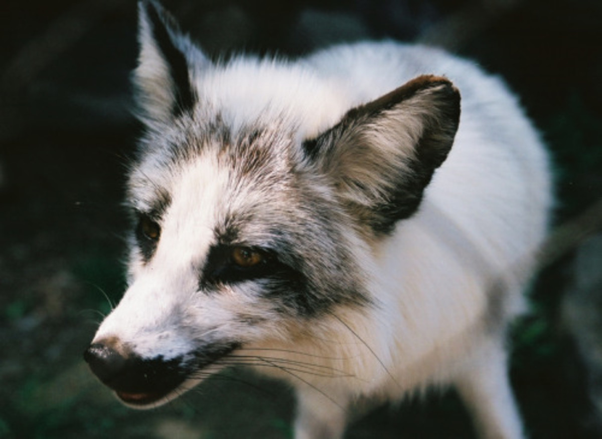 12 Pictures of Canadian Marble Foxes HubPages