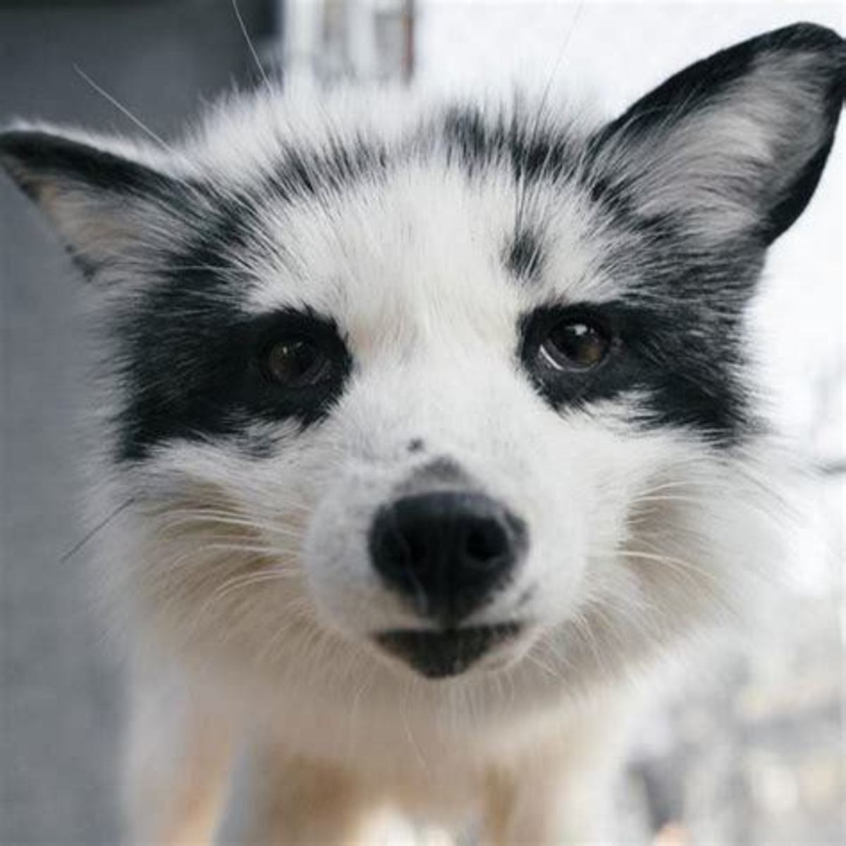 12 Pictures of Canadian Marble Foxes
