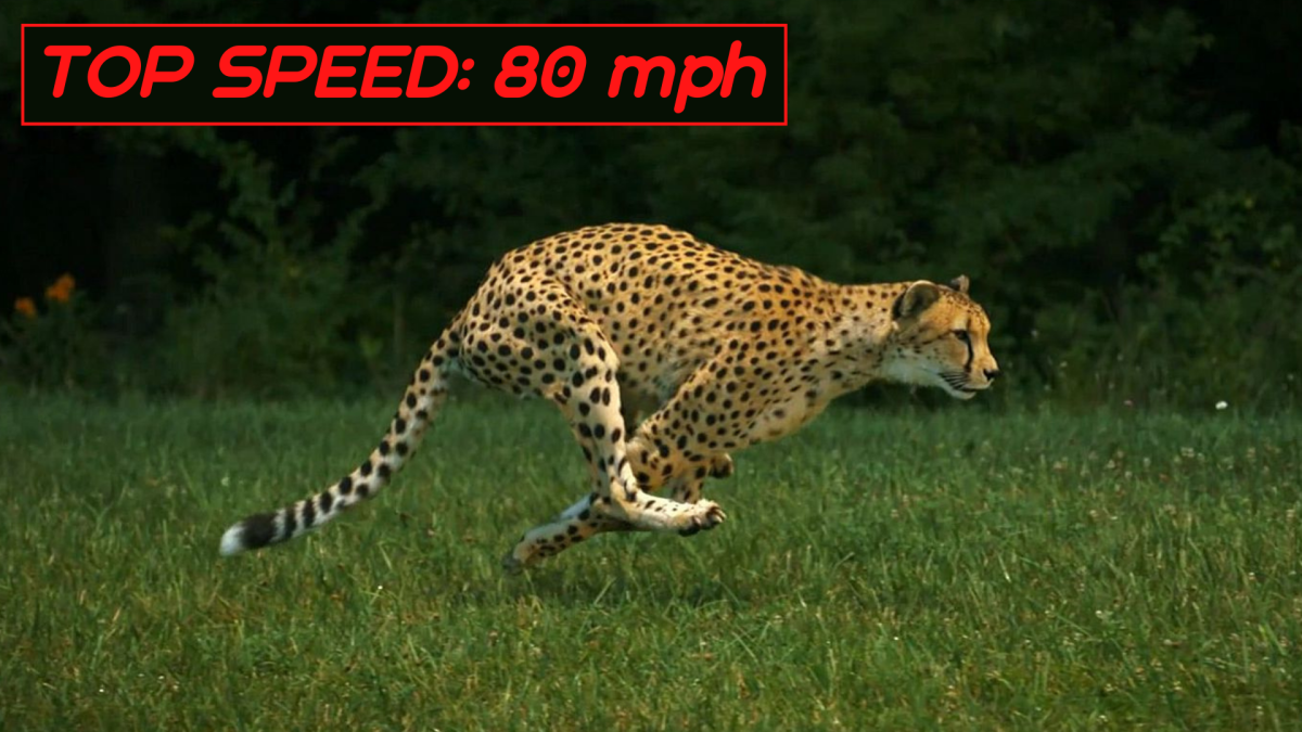 The Top 10 Fastest Land Animals In The World Owlcation