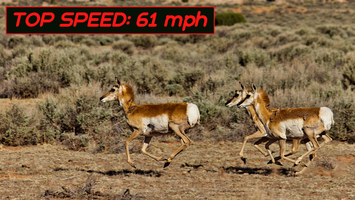 The Top 10 Fastest Land Animals In The World Owlcation