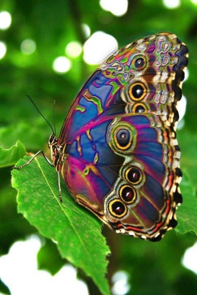Butterfly Amazing Insect