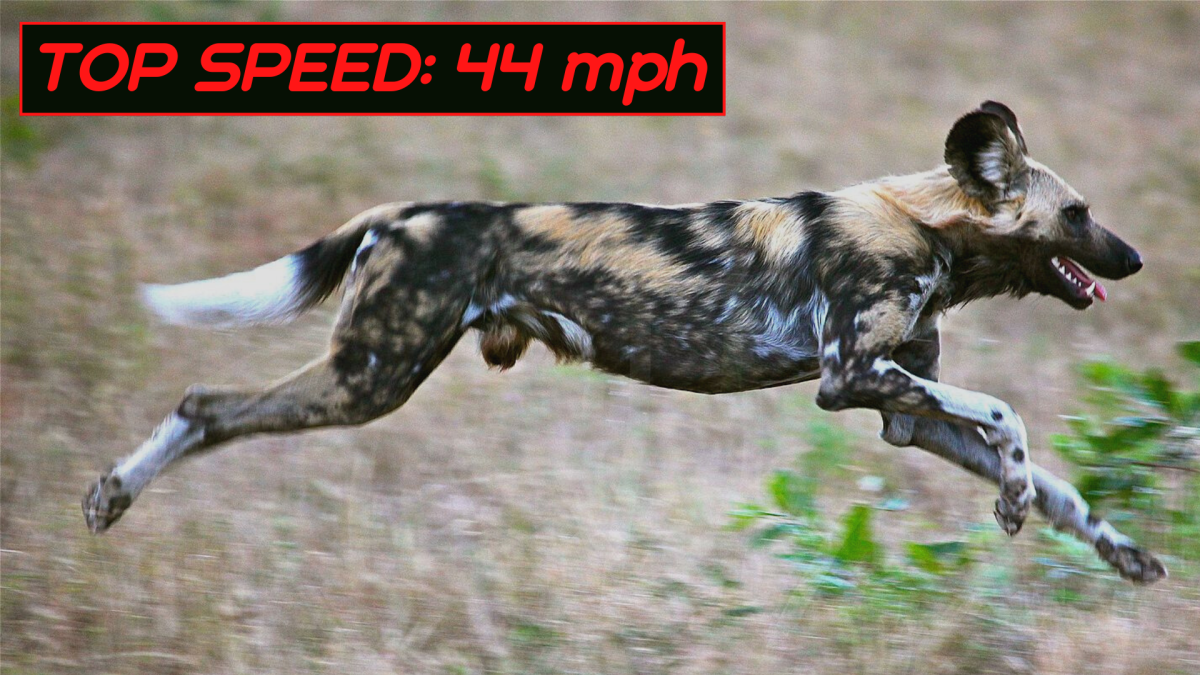 The Top 10 Fastest Land Animals in the World - Owlcation