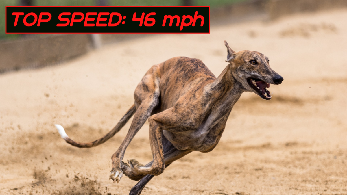 10 Fastest Animals
