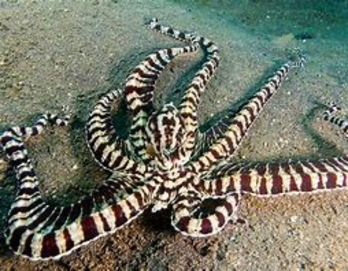 The original look of a Mimic Octopus