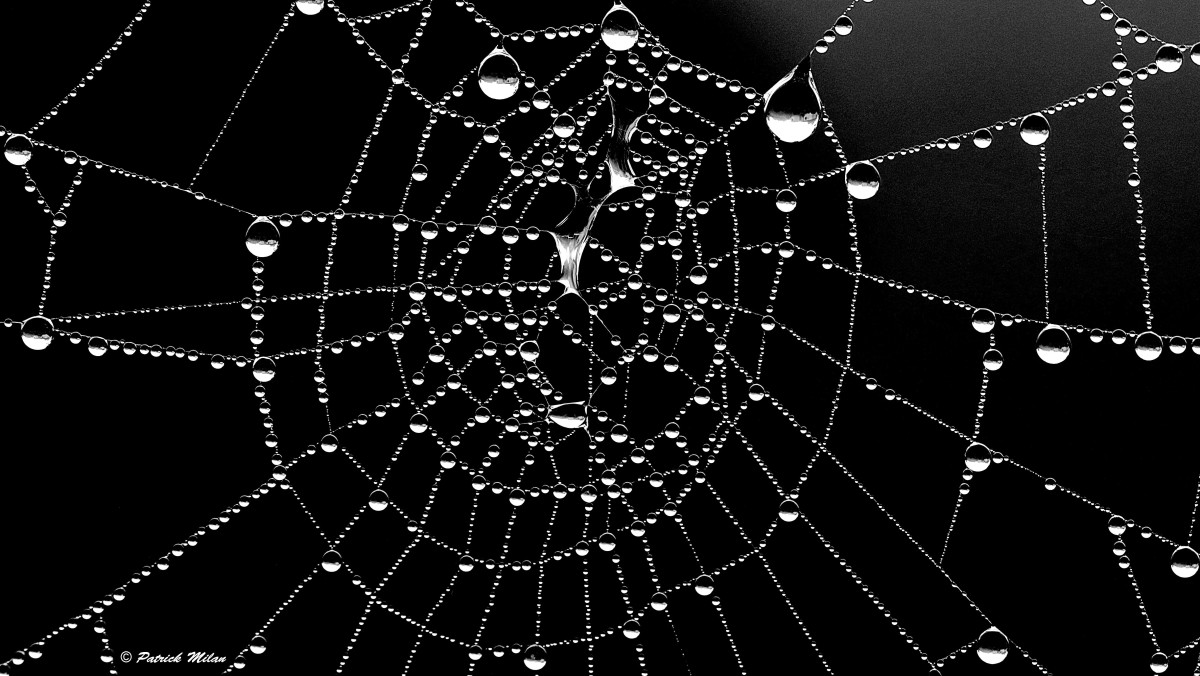 Even the darkest dark cannot destroy the most-tender cobweb.