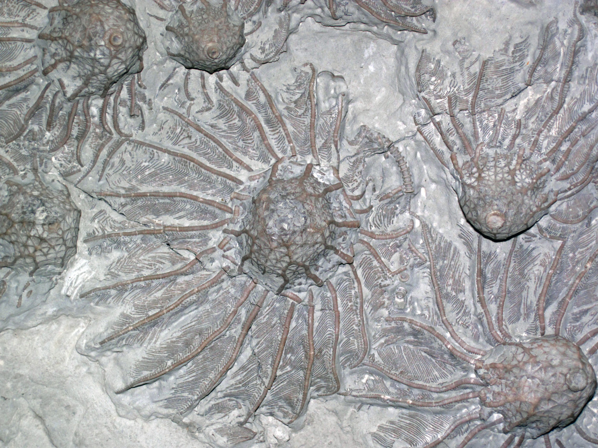 10 Prehistoric Animals That still Alive in the Philippines Today HubPages