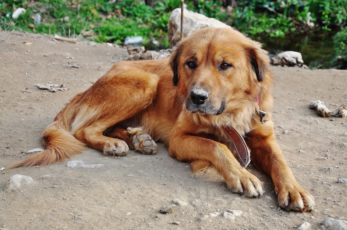 Many older dogs suffer from arthritis, reducing their quality of life