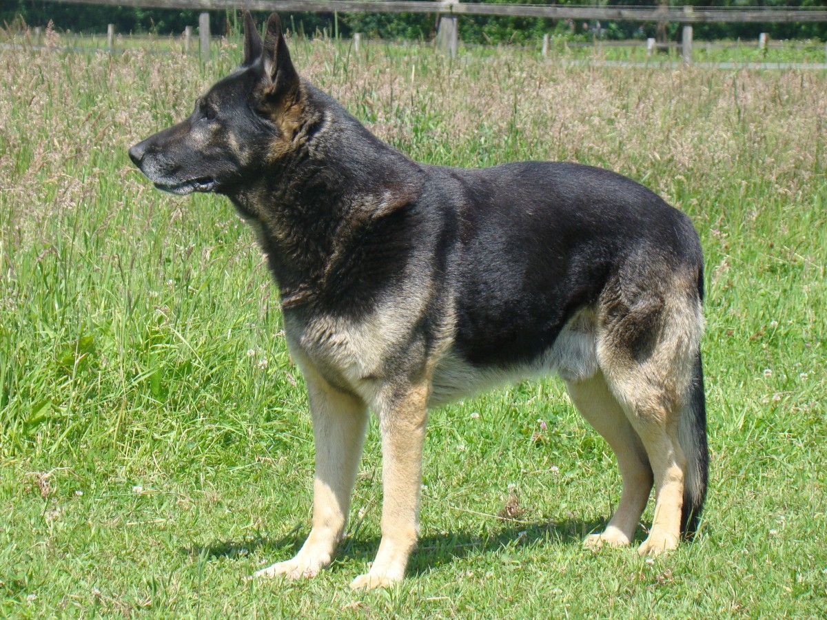 Certain breeds are predisposed to arthritis due to their confirmation or genetics
