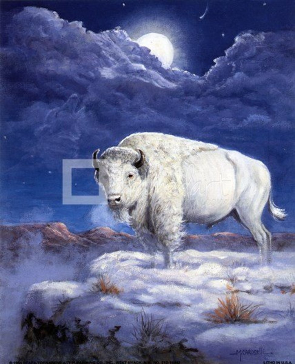 Sacred White Buffalo