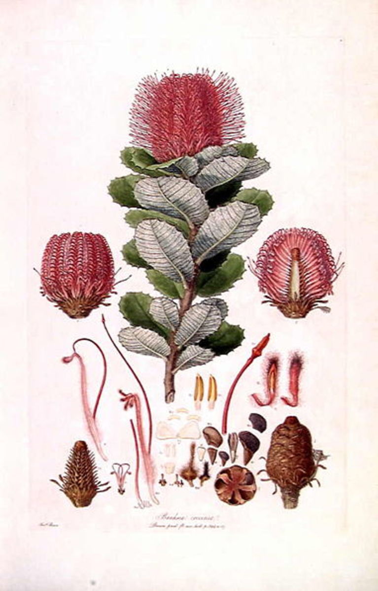 This is a scan of Plate 3 from Ferdinand Bauer's Illustrationes Florae Novae Hollandiae. The plant featured is Banksia coccinea (Scarlet Banksia).