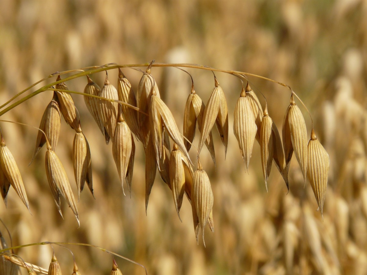 A panicle of spikelets on an oat plant that is growing in a field