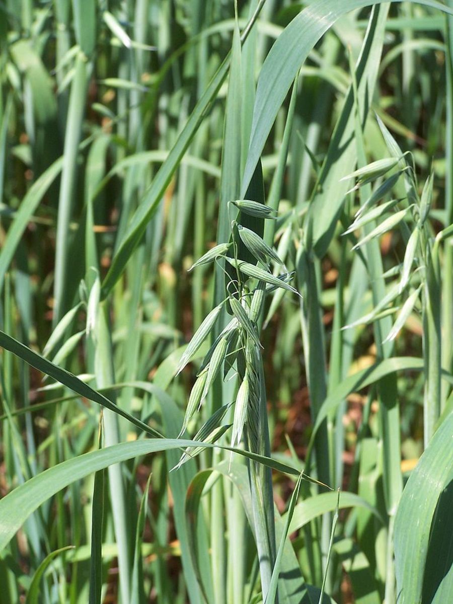 Oat plants with young spikelets
