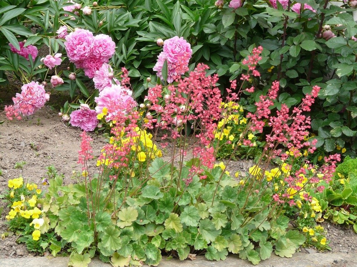 How to Grow Coral Bells (Heuchera), a Native Plant for Shade