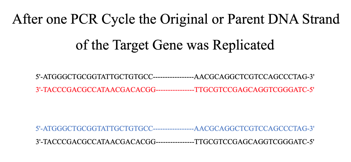 designing-pcr-primers-to-amplify-target-genes