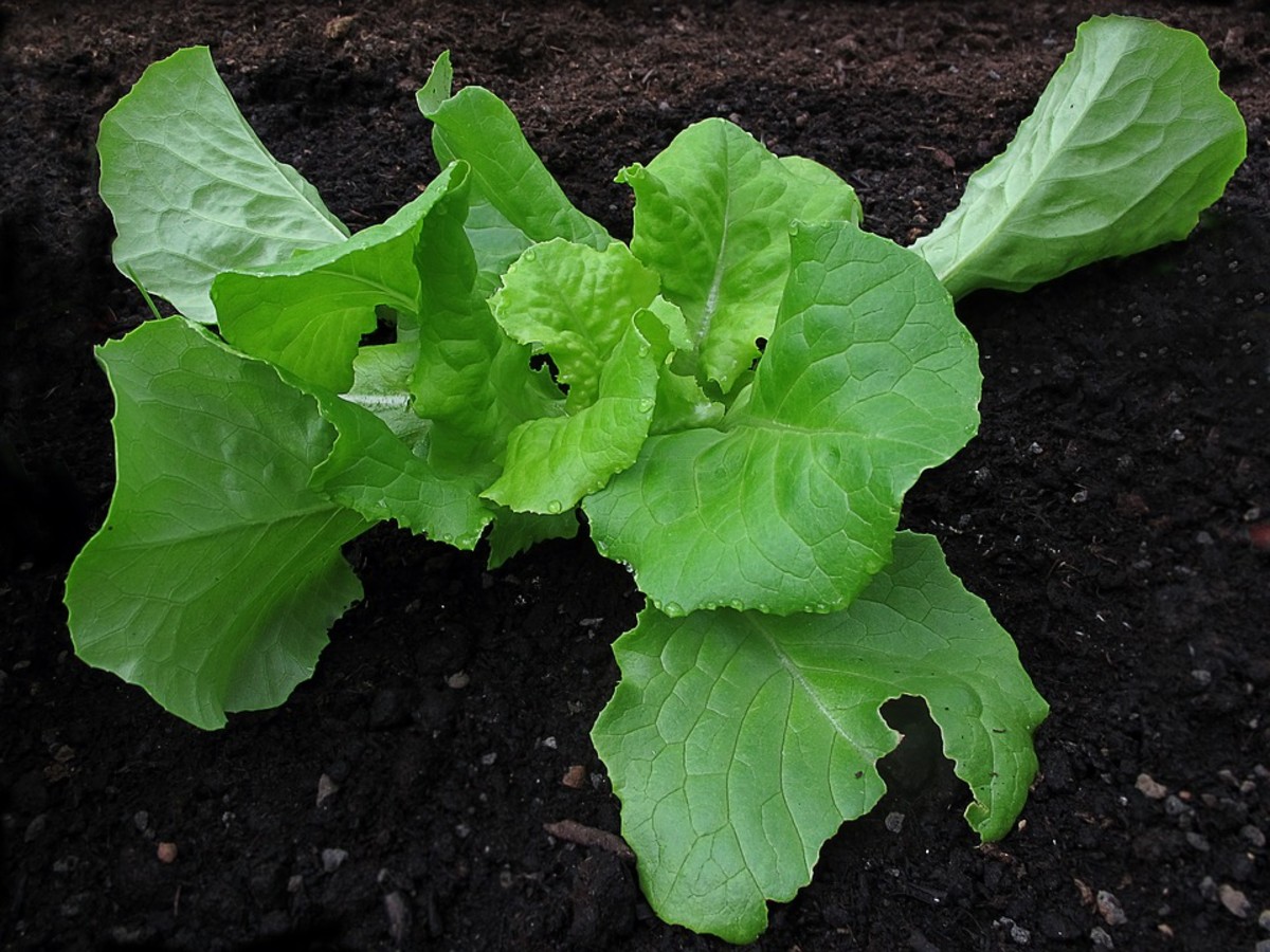 Anything leafy and green belonging in a salad, is an easy choice to nurture in a container garden.