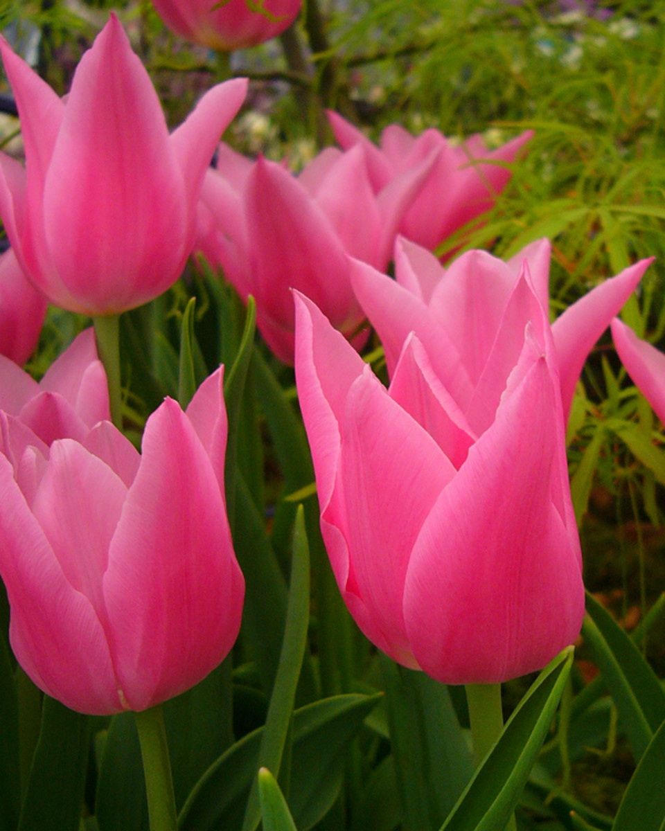 Lily Flowered Tulips - HubPages