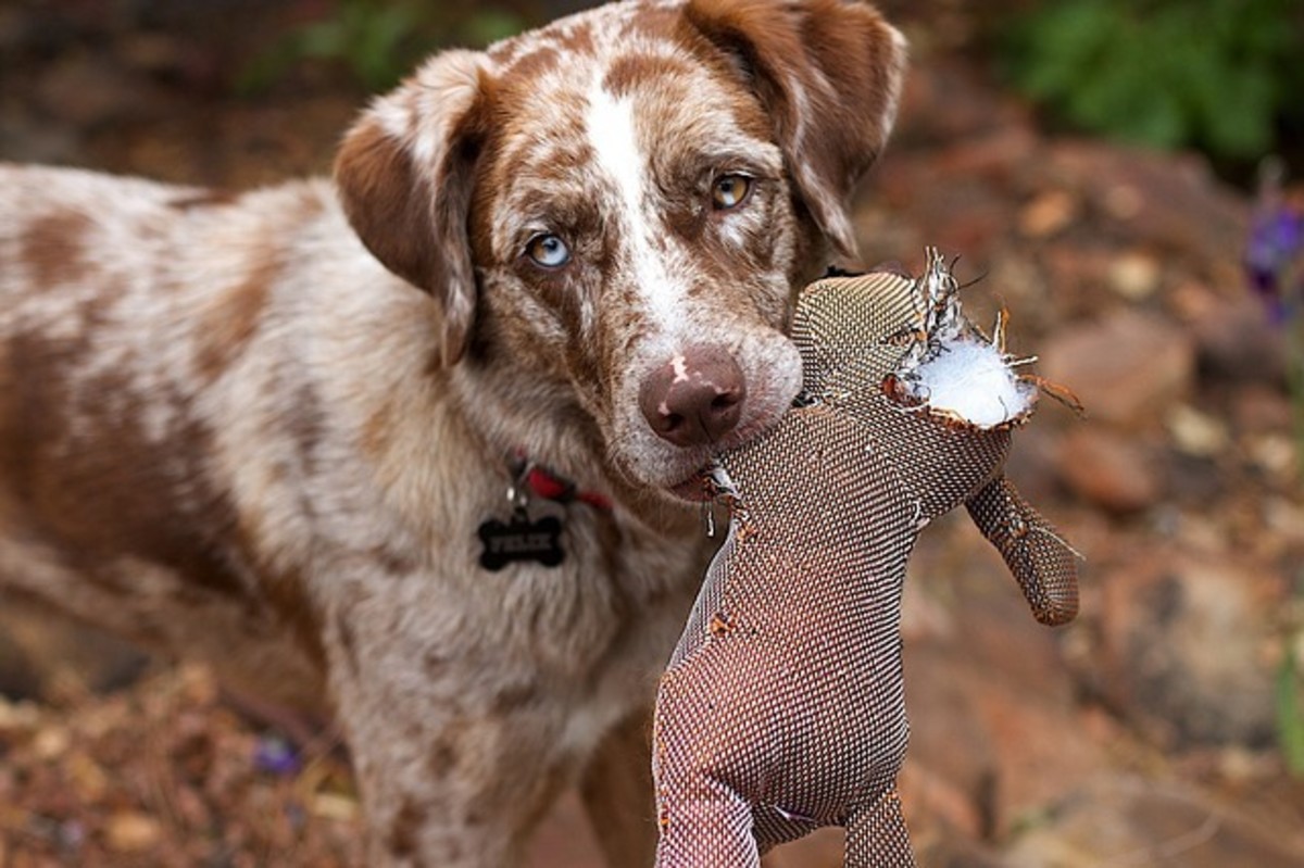 Does your dog rip the squeaker out of toys?