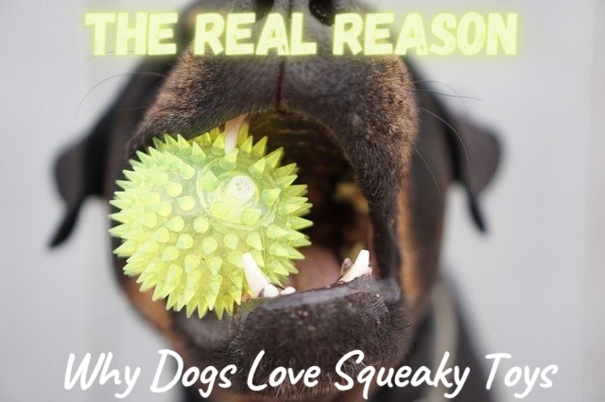 Does your dog love squeaky toys? Find out why.