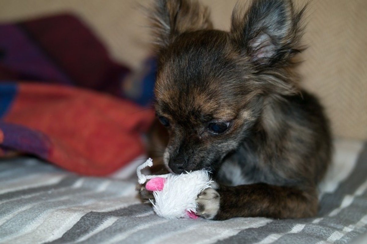 Small dogs are attracted to smaller squeaky toys, similar to the size of prey their breed would hunt.