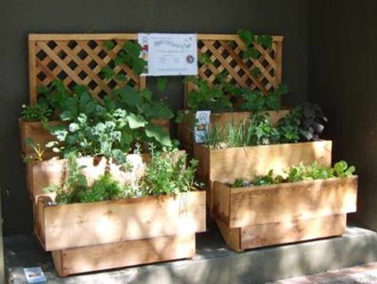 Container Vegetable Gardening 