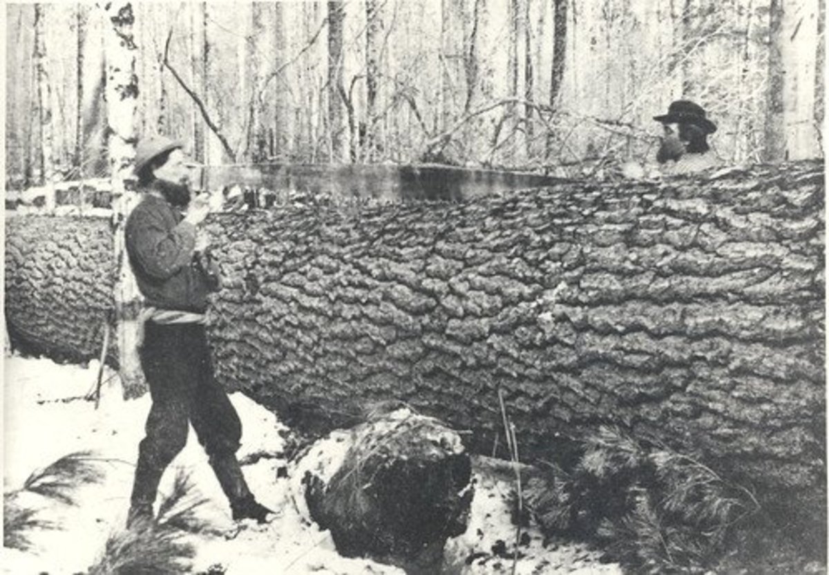 The tough work of logging pine in the Maine forest.