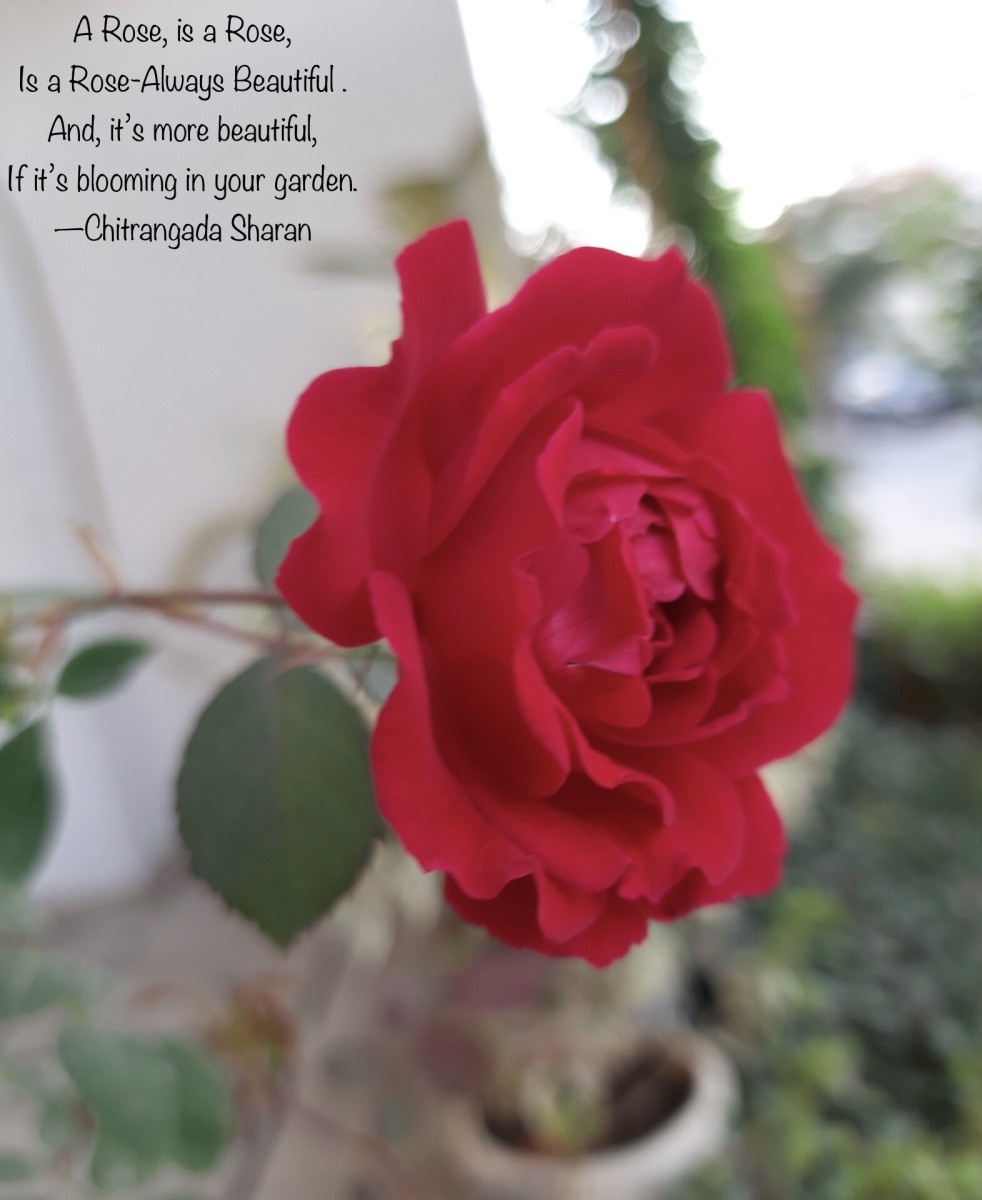 A Rose, is a Rose, is a Rose—Always beautiful. And, it’s more beautiful, if it’s booming in your garden. 