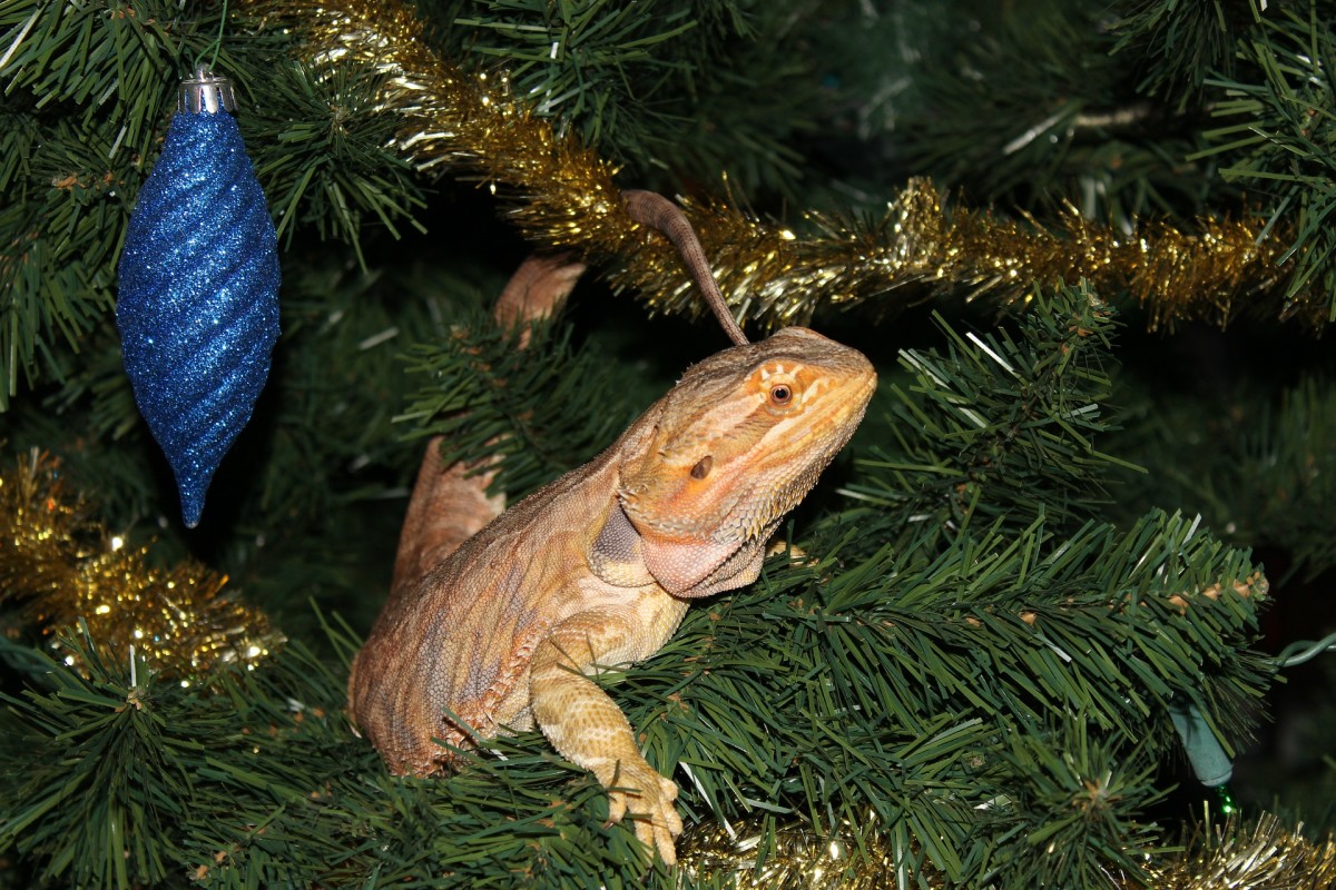 Reptiles have specific care requirements, so be sure your gift will be applicable before purchasing it. 